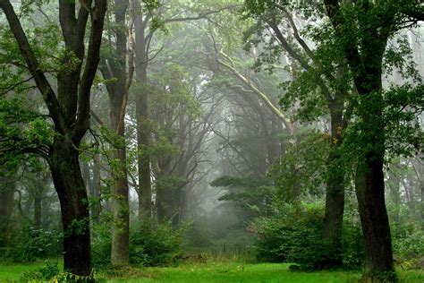Misty Green Forest