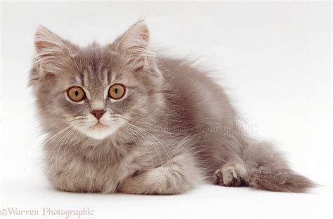Grey Tabby Persian Cross Kitten Photo Wp19109