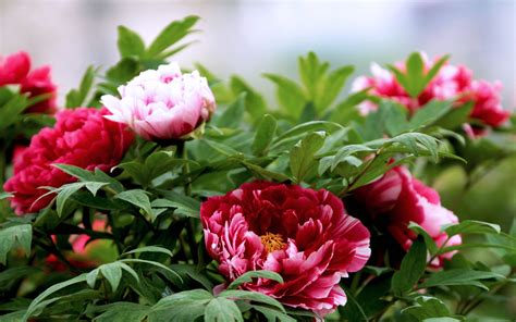 Blooming Bright Peony Flower Photography Wallpapers 2560x1600 Download