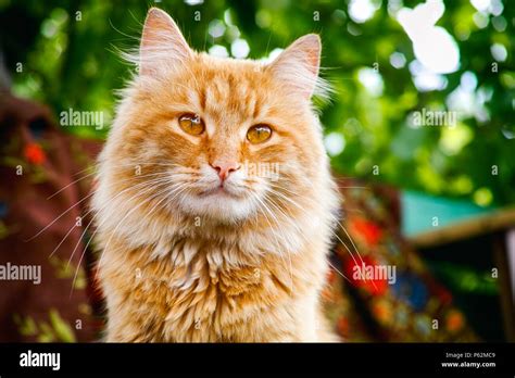 Portrait Of Ginger Tabby Cat Outside Close Up Stock Photo Alamy