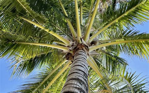 Download Wallpaper 1680x1050 Palm Tree Branches Bottom View Tropics