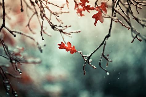 Hd Wallpaper Selective Focus Photography Of Red Leafed Tree Autumn