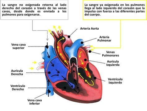 Sistema Cardiovascular Archivos Cardiosaudeferrol