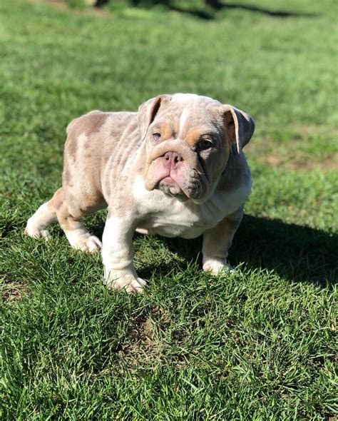 English Bulldog Puppies For Sale Texas City Tx 296980