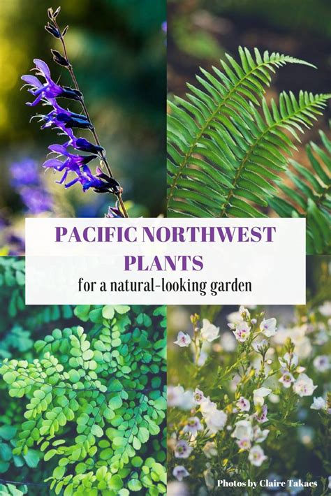 Plants For Pacific Northwest Gardens Photos By Claire Takacs Pnw