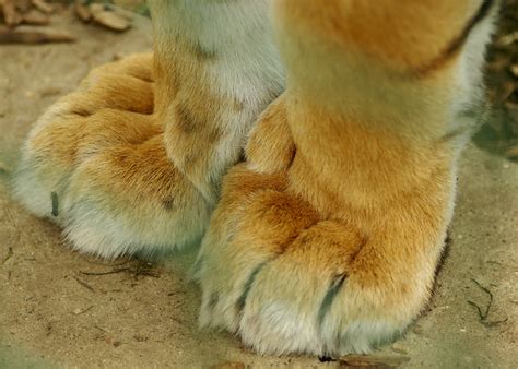 Furry Tiger Feet Flickr Photo Sharing