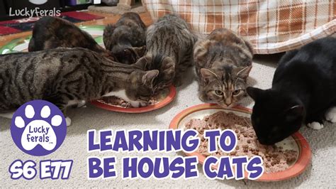 Reunited Cat Siblings Learning To Be House Cats S6 E77 Feral