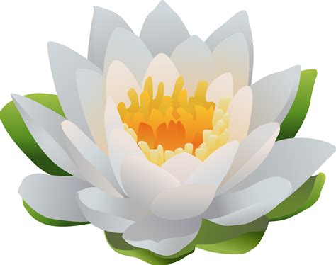 Water Lily Png Png Image Collection