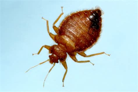 Briefly explain the difference between direct. Bed Bugs Pest Control | ABC Termite & Pest Control | Omaha ...