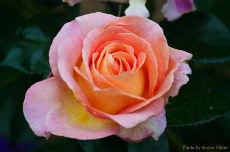 Elle Rose Very Fragrant Elle Rose Rose Flowers