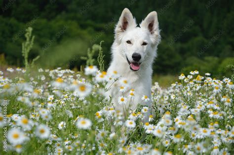 White Swiss Shepherd Dog Runs In The Chamomile Weisser Schweizer