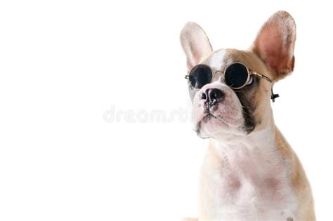 Cute French Bulldog Wear Sunglass Isolated Stock Image Image Of Happy