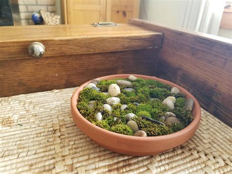 An Experiment In Moss Gardening Lets See How It Works Out