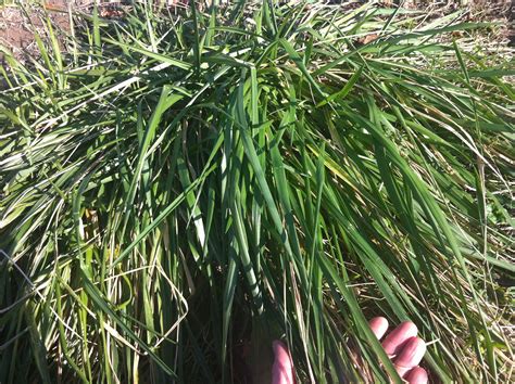 Tall Fescue A Problematic Pasture Grass Champlain Valley Crop Soil