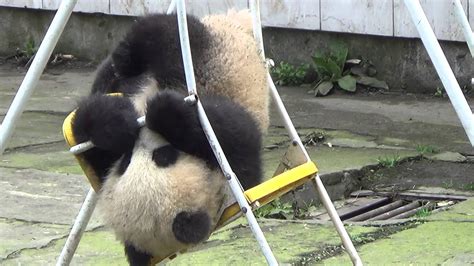 Panda Cub On A Swing Youtube