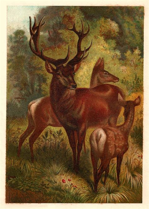 Vintage Animal Illustrations Images Free Animal
