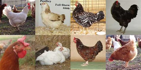 There are many reasons for this. Raising Chickens for Dummies | The Poultry Guide