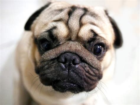 About Pug Cute Pugs Funny Pugs Pug Stories All Pugs