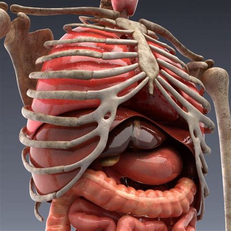 Realistic Human Internal Organs 3d Model In 2020 Human Body Anatomy