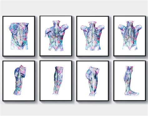 8 Watercolor Anatomy Art Muscular System Poster Surgeon T Medical