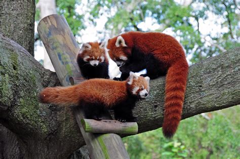 Red Panda Cubs Explore Their Virginia Zoo Habitat