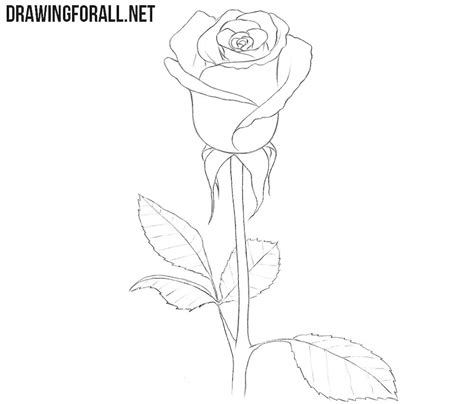 If you don't have a green thumb, you can still create a rose on paper. How to Draw a Rose for Beginners