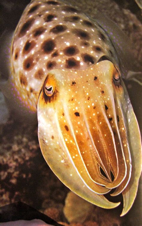 Many deep sea species use the color red as camouflage since it's the first color to leave the spectrum as you dive deeper. cuttlefish - whenever I see pics of cuttlefish, I think of ...