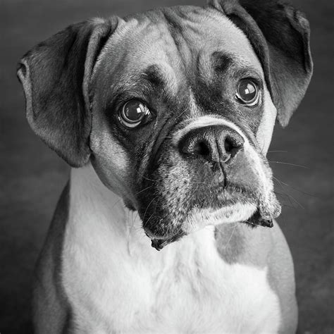 Portrait Of A Boxer Dog Photograph By Animal Images Pixels
