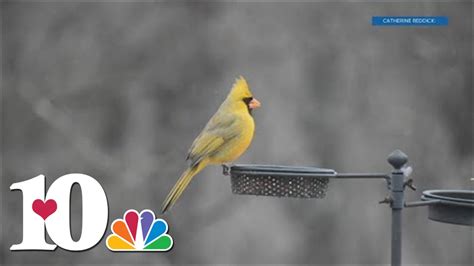 Rare Yellow Cardinal Spotted In East Tennessee Youtube