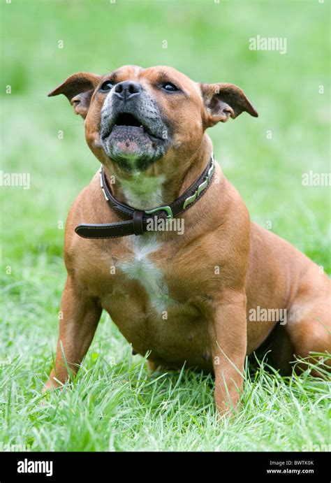 Staffordshire Bull Terrier Bark Hi Res Stock Photography And Images Alamy
