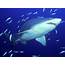 Underwater Shark Wallpapers HD / Desktop And Mobile Backgrounds