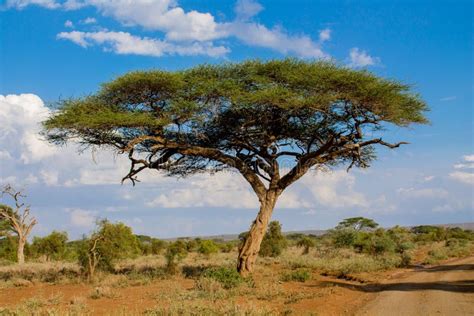 African Acacia Trees In Savanna Bush Stock Image Image Of Nature