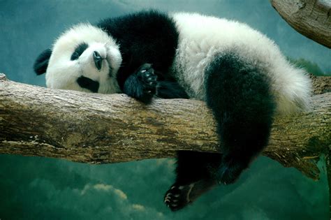 Sleeping Panda Desktop Wallpaper 19502 Baltana