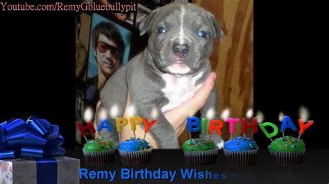 Pitbull Birthday Wishes: Happy Birthday Remy!! - YouTube