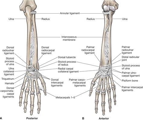 Anatomy Forearm Bones