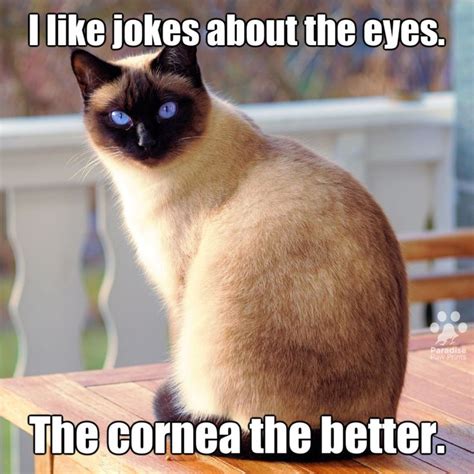 There Comes A Time When A Bad Joke Cat Quotes Funny Funny Cat