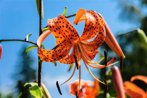Tiger Lily Flower Closeup Stock Image Image Of Blossom 44034545