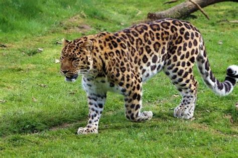 10 Critically Endangered Animals That Can Go Extinct By 2050