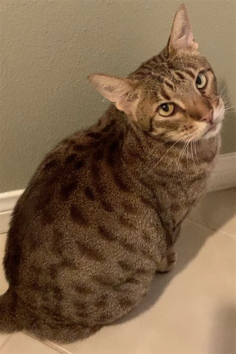 We were rescued from our feral momma at about 2 days. Lost Cat Ocicat in SAN MARCOS, CA - Lost My Kitty