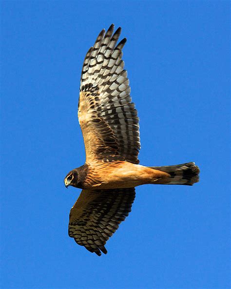 Northern Harrier Hawk Photograph By Joseph Urbaszewski Pixels