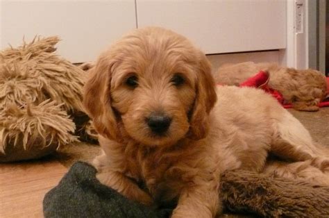The cost of a goldendoodle puppy varies depending on the breeder's locale and whether he has obtained health clearances on the pup's parents. Goldendoodle F1b Miniature puppies for sale | Nottingham ...