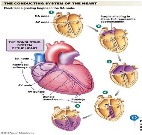 Chapter 14 Cardiovascular Physiology Studyblue