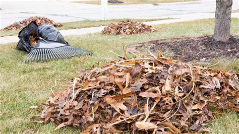 Why Messy And Overgrown Landscapes Need To Be Cleaned Up Before Winter