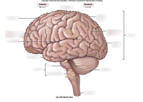 Lobessulcigyri Of The Brain Diagram Quizlet