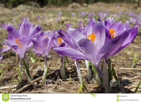 Crocus Flowers On The Mountain Spring Meadow Stock Photo
