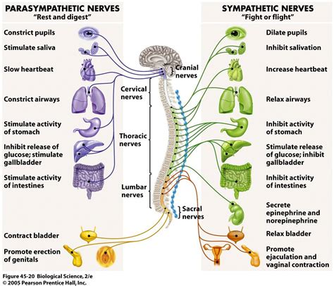 Autonomic Nervous System Nervous System Anatomy Parasympathetic