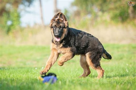 Training The German Shepherd Puppy Pets4homes