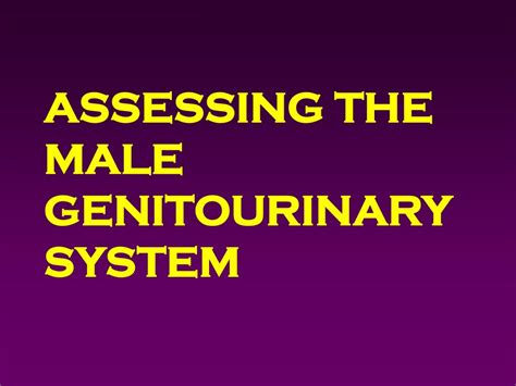 Ppt Assessing The Male Genitourinary System Powerpoint Presentation