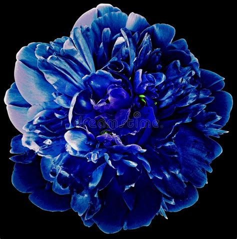 16938 Blue Peony Stock Photos Free And Royalty Free Stock Photos From