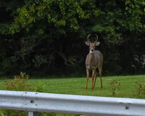 Deer Archery Season Begins Sept 24 Wright Patterson Afb Article